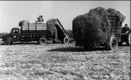 Lorry Silage Collection